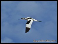 AlgarveBirds2010 016.JPG