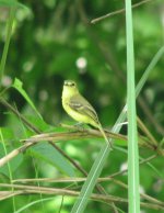 Yellow-green Vireo.jpg