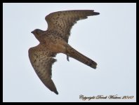 AlgarveBirds2010 035.JPG