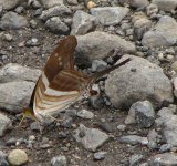 Butterfly in road.jpg