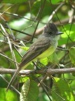 Panama Flycatcher.jpg