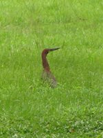 Rufescent Tiger-Heron.jpg