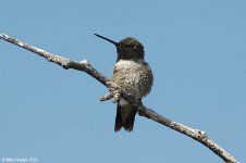 blackChinnedHummingbird.jpg