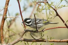 blackChinnedGreyWarbler.jpg