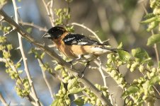 blackHeadedGrosbeak.jpg