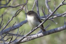 Phoebe-Eastern Phoebe copy.jpg