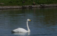 Whooper Swan. Caerlaverock..JPG