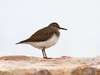 IMG_7029_Common Sandpiper.jpg