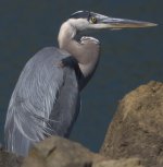 k15_IMG_1448_Great_Blue_Heron__soft__100%_crop.jpg