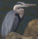 k15_IMG_1453_Great_Blue_Heron__sharp__100%_crop.jpg