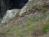 Spring Squill and Thrift. Portpatrick [].JPG