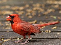 red bird.jpg