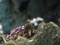 Rock Pipit, Thrift and sunshine. Mull of Galloway.JPG