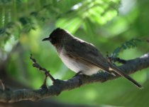 Common Bulbul.jpg