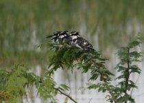 Pied Kingfisher.jpg