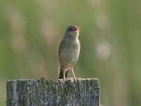 Grasshopper Warbler (8) copy.jpg