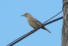 Blue Rock Thrush.jpg