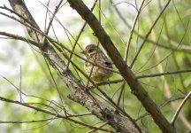 Chestnut Bunting.jpg