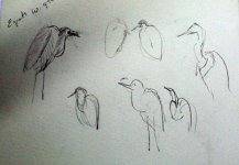 egret sketch 3_2258.jpg