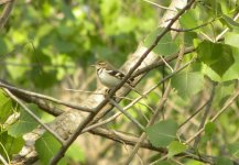 Forest Wagtail.jpg