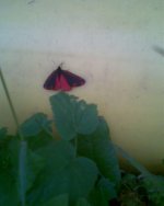 Red butterfly 001.jpg