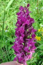 Dactylorhiza incarnata.jpg