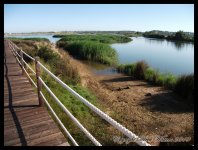 AlgarveBirds2010 037.JPG