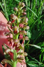 Dactylorhiza viridis 2.jpg