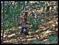 AlgarveBirds2010 047.JPG