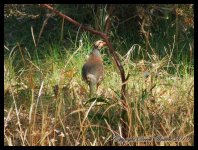 AlgarveBirds2010 046.JPG