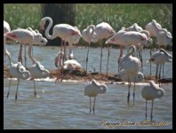 AlgarveBirds2010 043.JPG