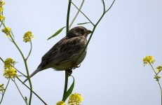 Corn Bunting (R).jpg