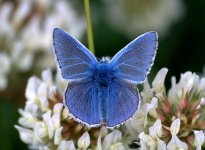 Common Blue (R).jpg