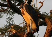 Marabou Stork.jpg