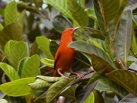 SanYa River Bird.jpg