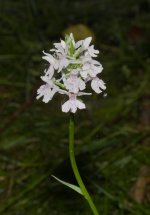 common-spotted-orchid-jun-13-2010-1.jpg