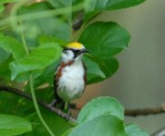 Chestnut Sided Warbler.jpg