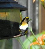 Evening Grosbeak.jpg