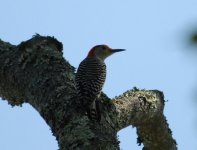 Red Bellied Woodpecker.jpg