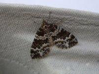 DSC02916 - Broken-barred Carpet.jpg