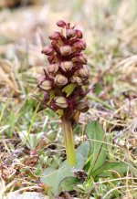 ShetWild 022Frog Orchid.jpg