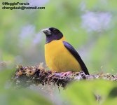 collared grosbeak.jpg