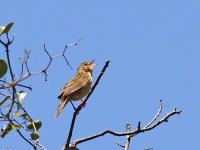 IMG_9400_Grasshopper Warbler.jpg