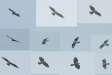 Honey Buzzard 100703 Composite.jpg