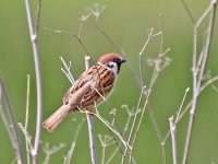 IMG_8310_Tree Sparrow.jpg