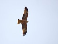 IMG_8347_Black Kite.jpg