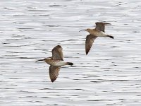 IMG_8869_2 Whimbrels.jpg