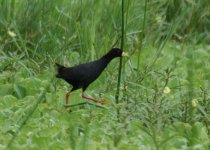 Black Crake.jpg