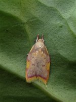 carcina_quercana_2jul10_800p_3078.jpg