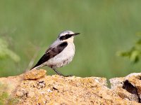 IMG_0899_Northern Wheatear.jpg